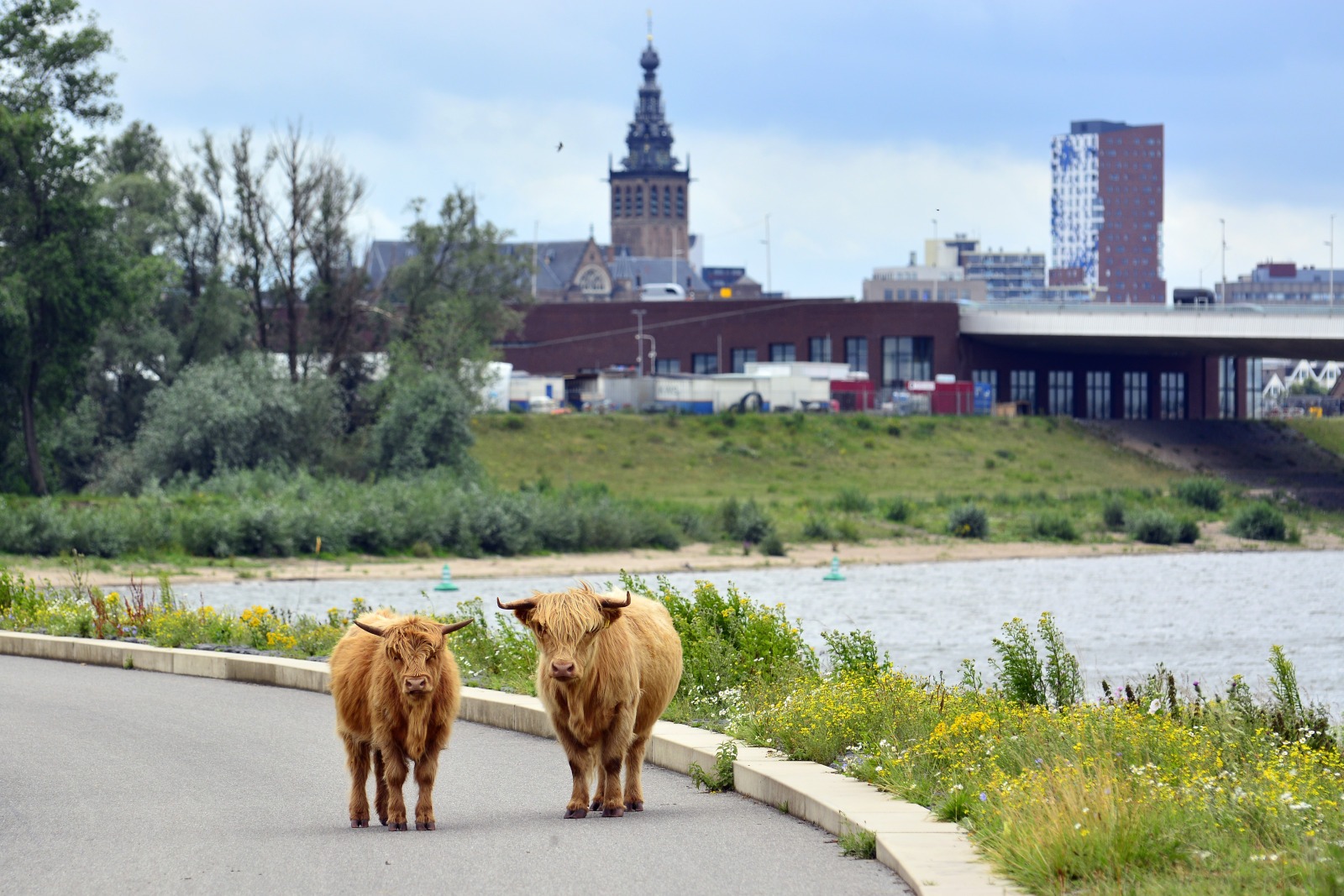 Bisonbaai Ooij Nijmegen