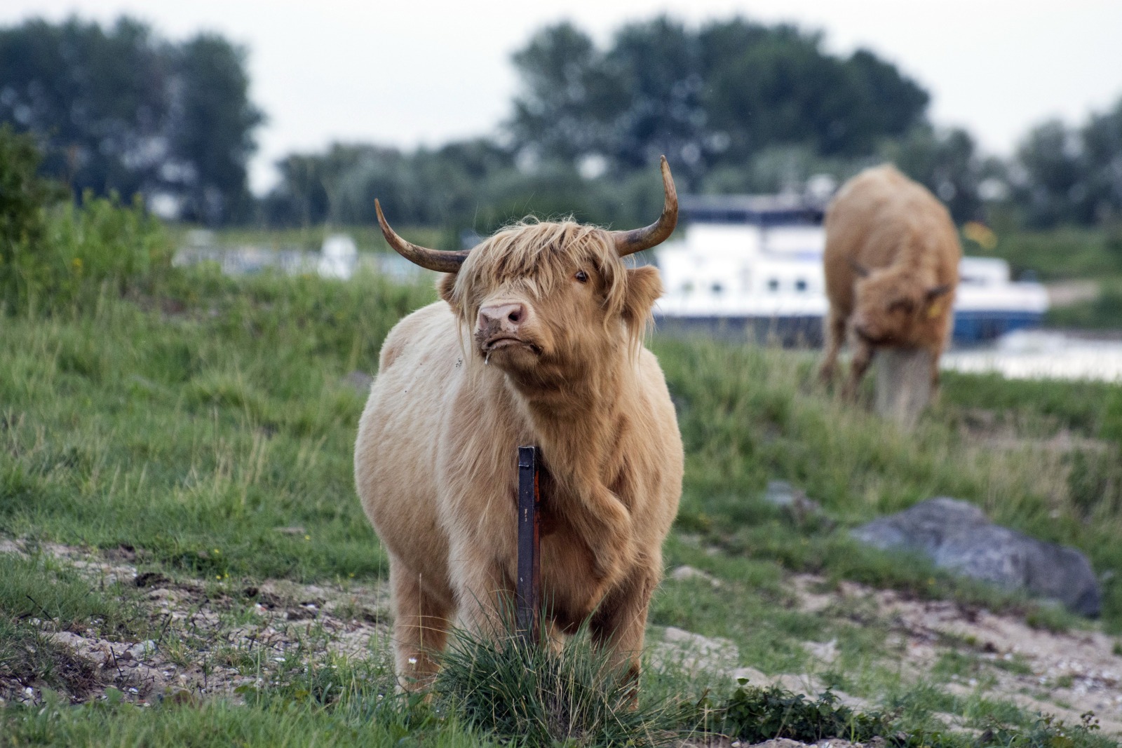 Bisonbaai Ooij Nijmegen