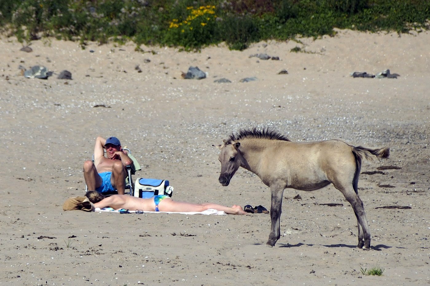 Bisonbaai Ooij Nijmegen