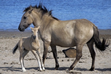 Bisonbaai Ooij Nijmegen