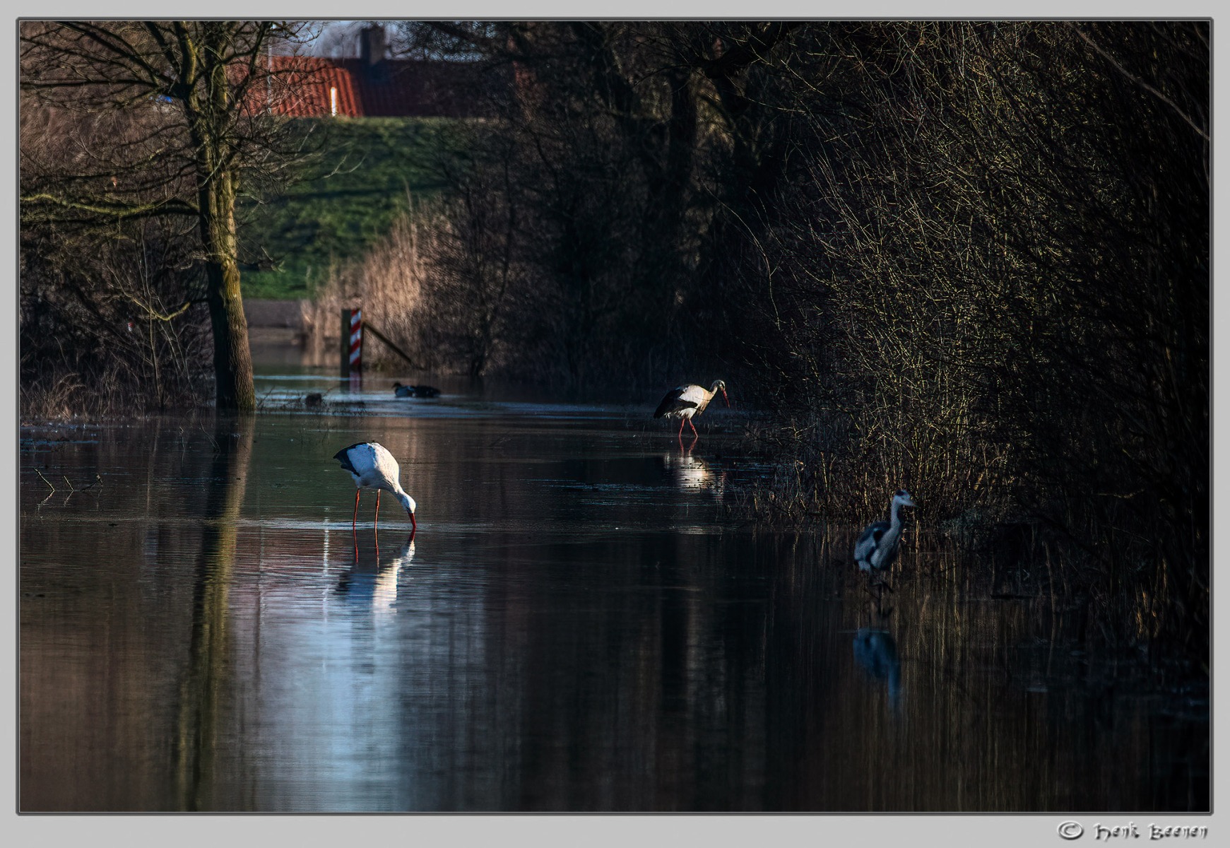 Hoog water in Nijmegen januari 2025