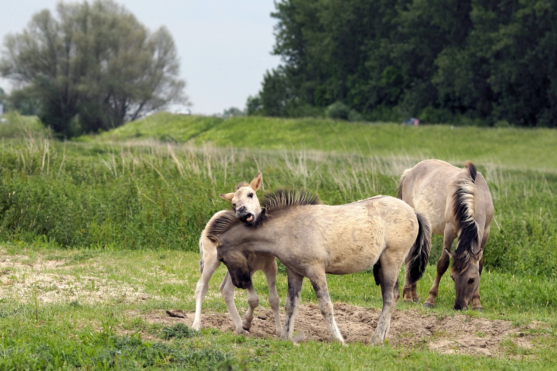 Konikpaarden Bisonbaai bij Nijmegen