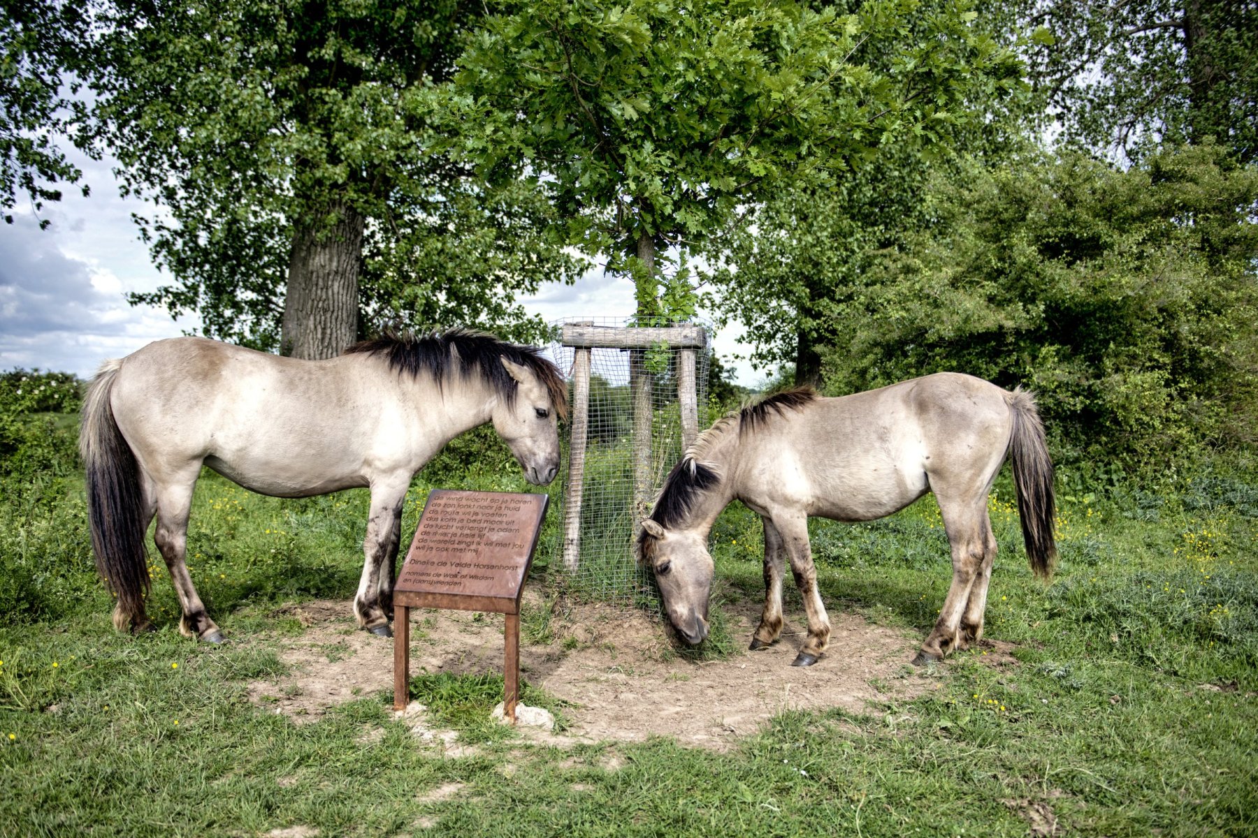Konikpaarden Bisonbaai bij Nijmegen