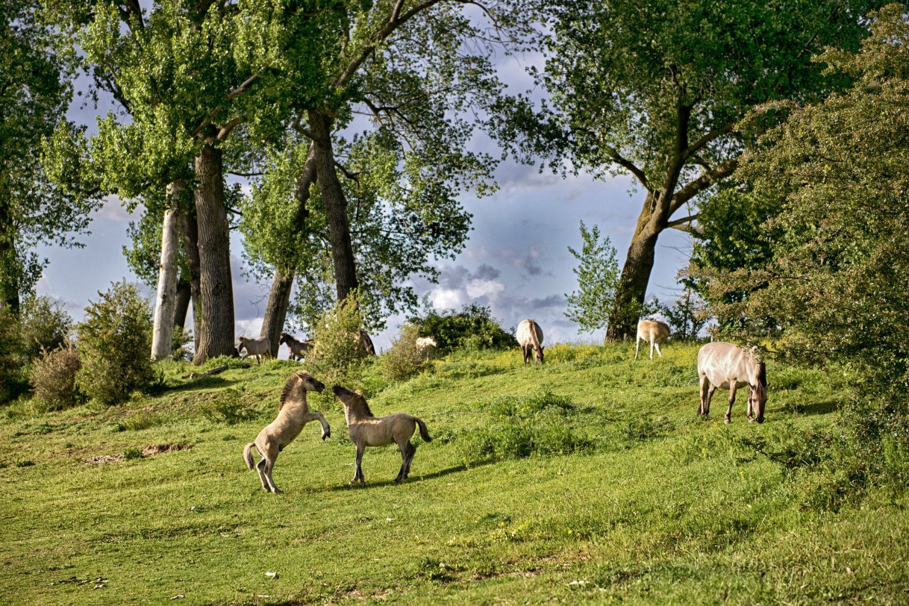 Konikpaarden Bisonbaai bij Nijmegen