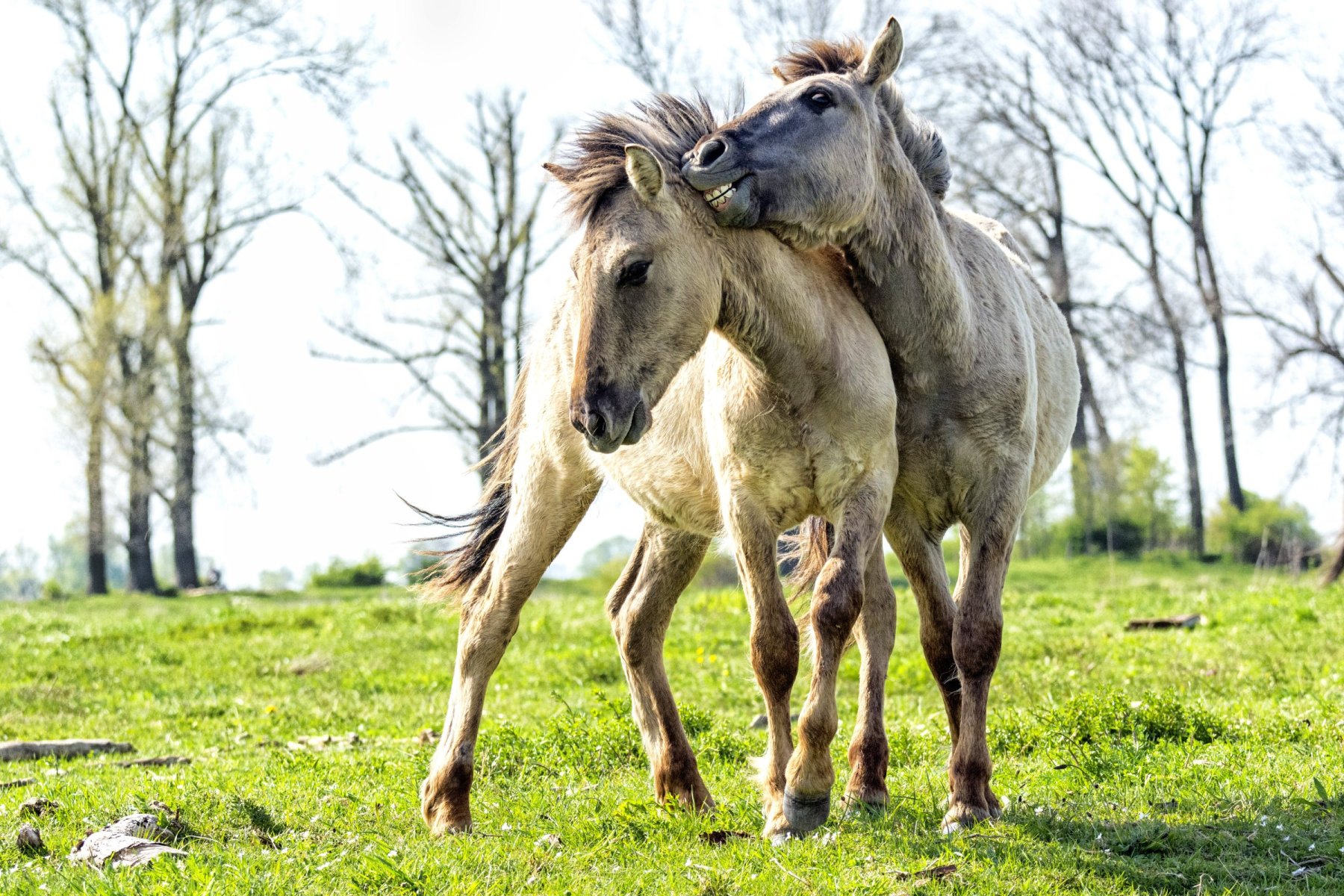 Konikpaarden Bisonbaai bij Nijmegen