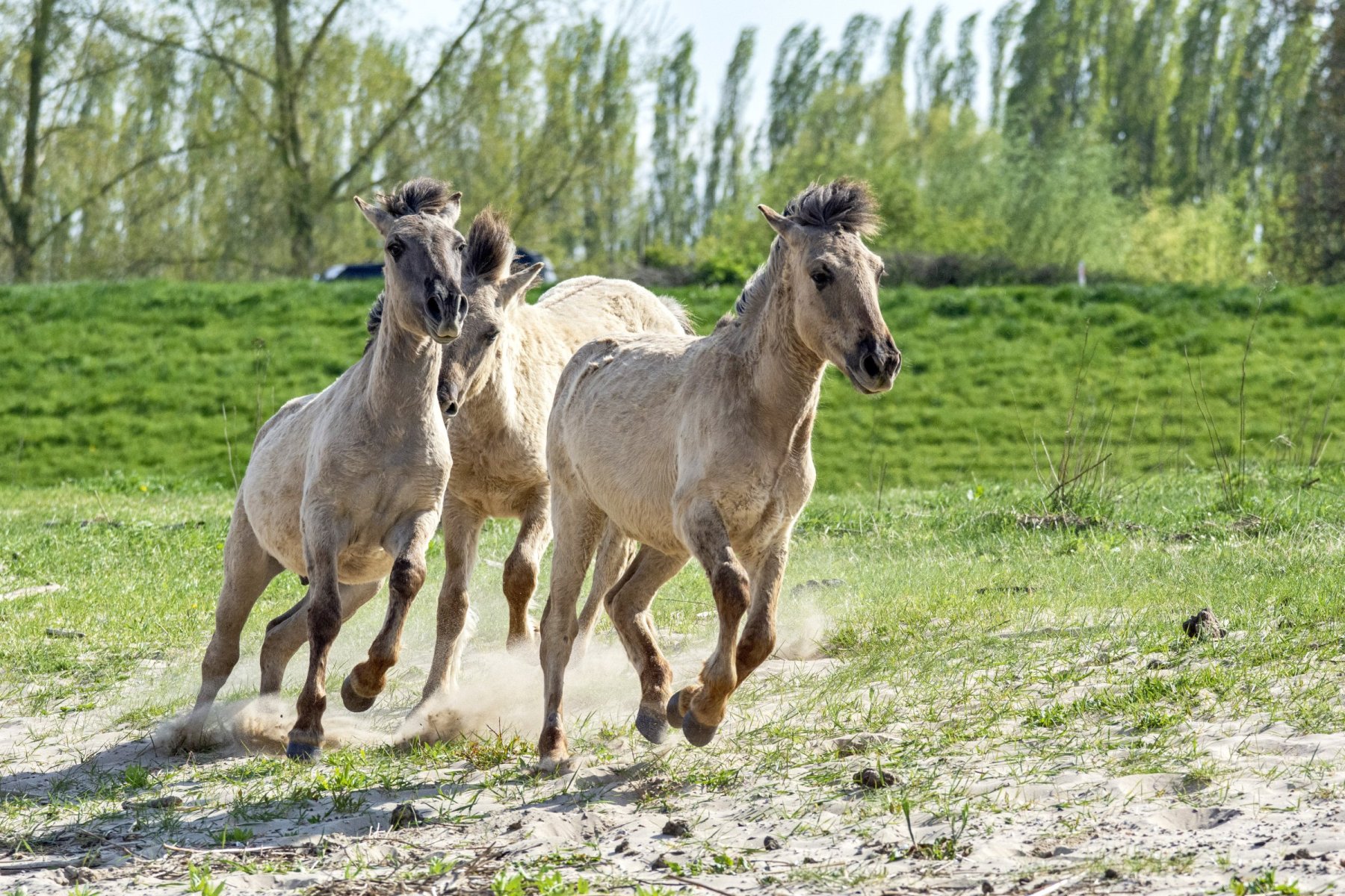 Konikpaarden Bisonbaai bij Nijmegen