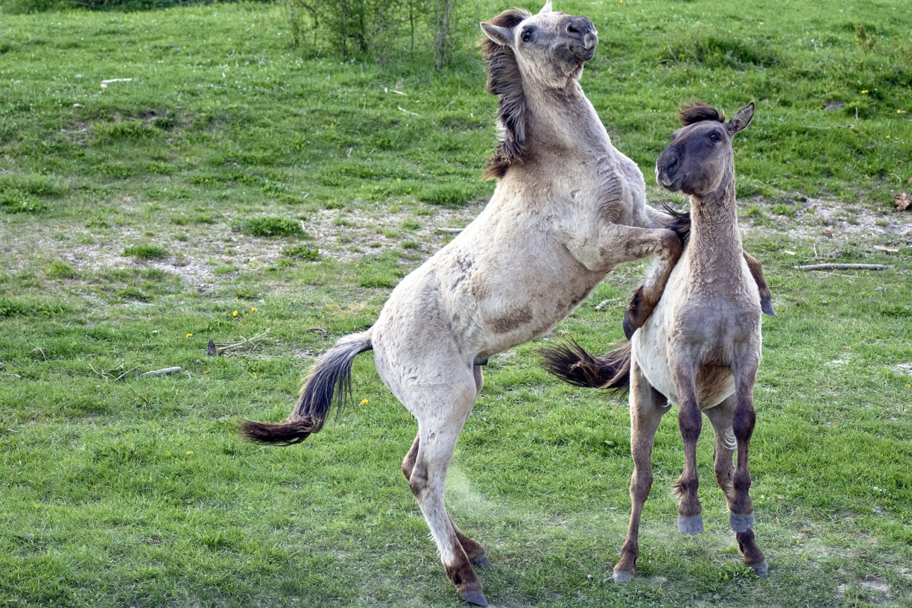 Konikpaarden Bisonbaai bij Nijmegen