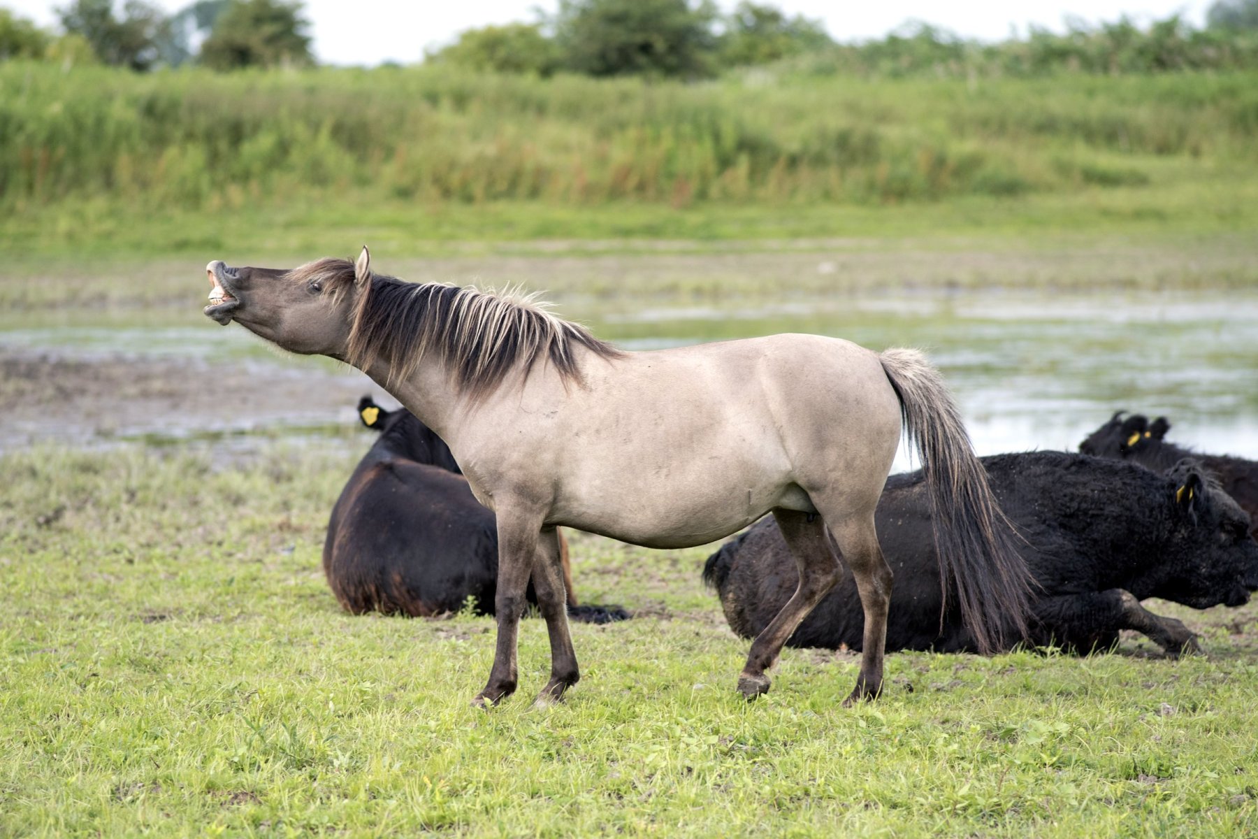 Konikpaarden Bisonbaai bij Nijmegen