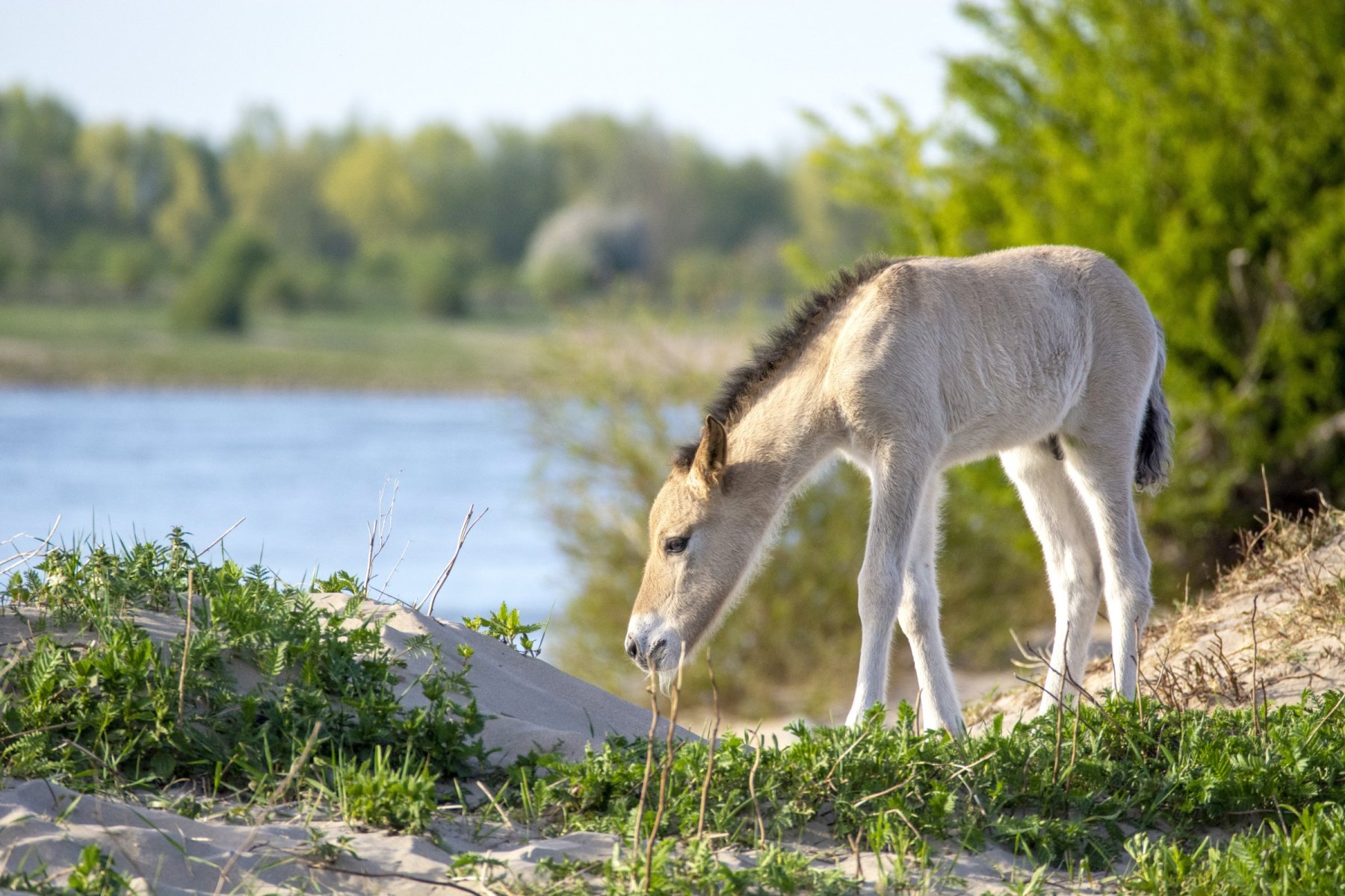Konikpaarden Ooijpoort bij Nijmegen