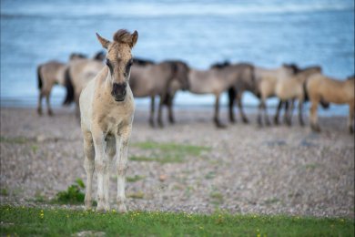 Konikpaarden Bisonbaai bij Nijmegen