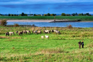 Konikpaarden Bisonbaai bij Nijmegen