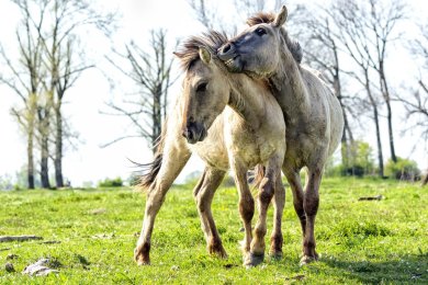 Konikpaarden Bisonbaai bij Nijmegen