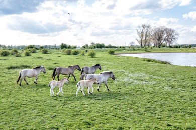 Konikpaarden Bisonbaai bij Nijmegen