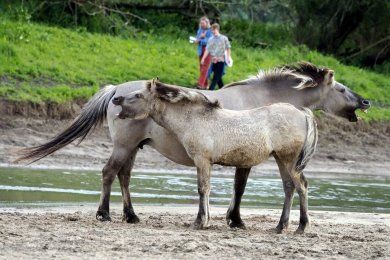 Konikpaarden Ooijpoort bij Nijmegen
