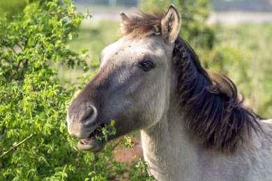 Konikpaarden Ooijpoort bij Nijmegen