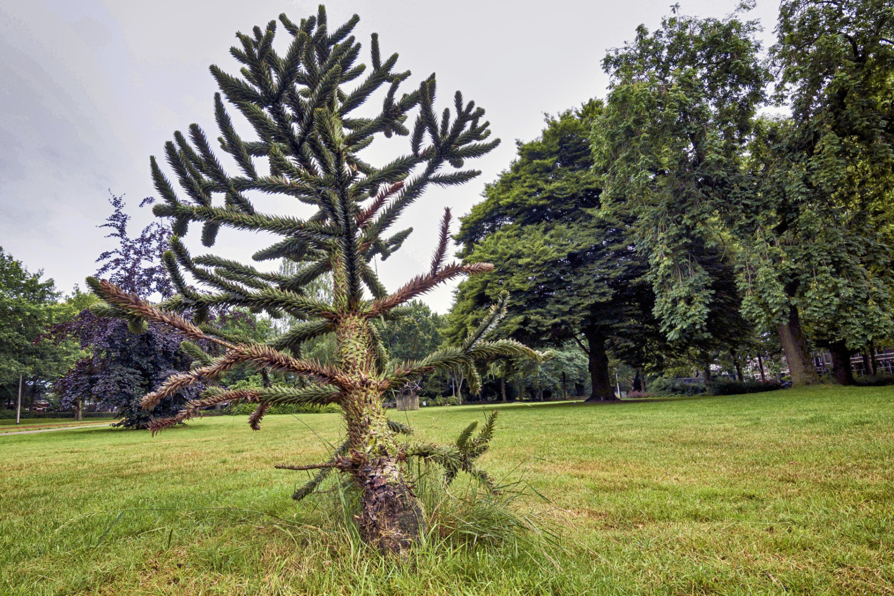 Julianapark Nijmegen
