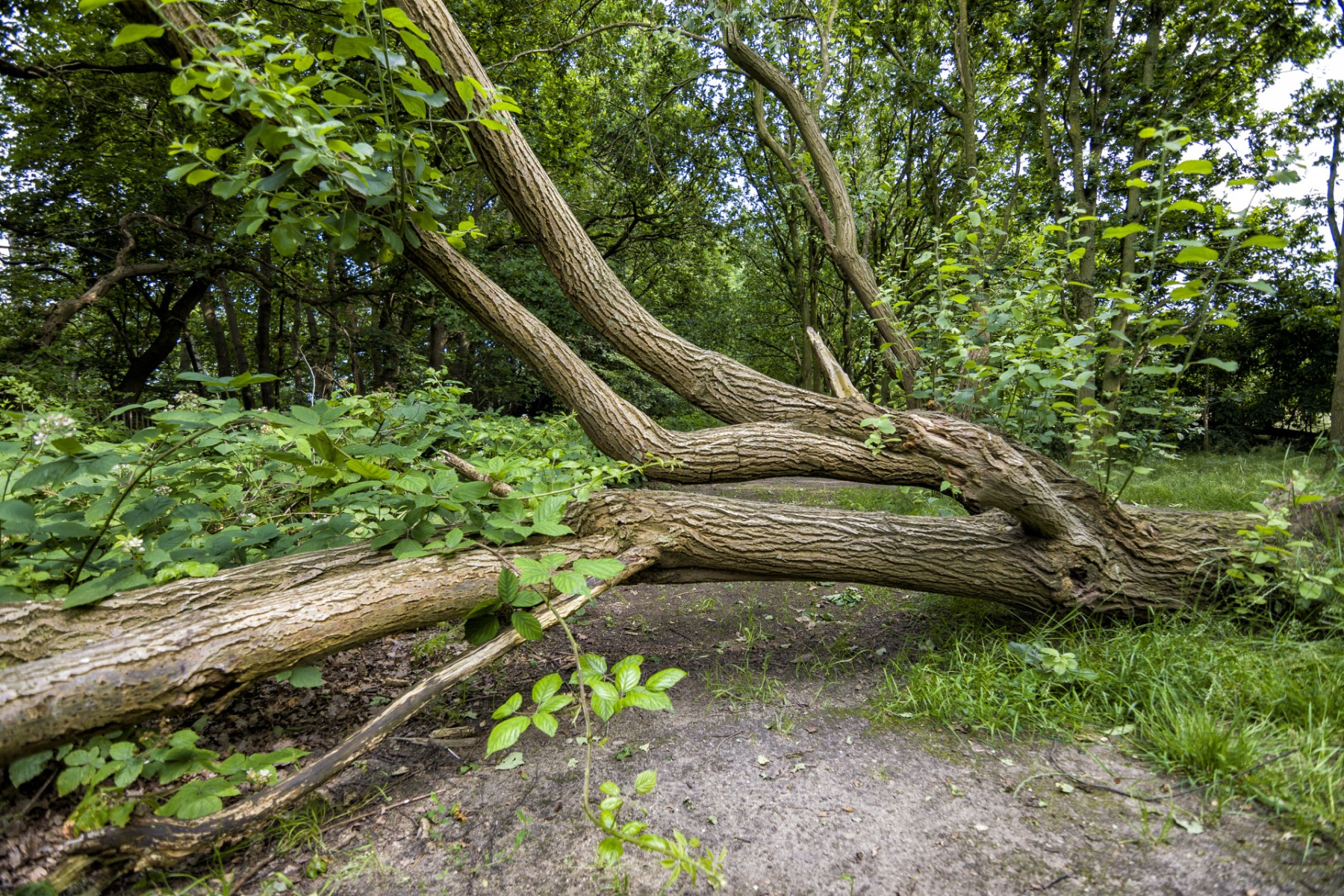 Kopsehof Nijmegen