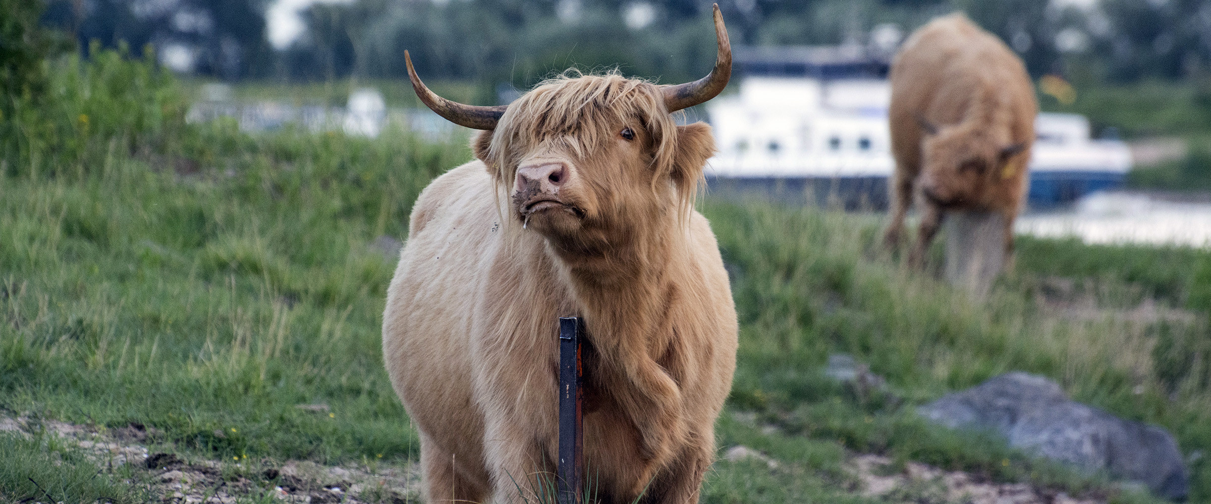Bisonbaai Ooij Nijmegen – In het wild