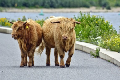 Bisonbaai Ooij Nijmegen