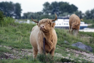 Bisonbaai Ooij Nijmegen