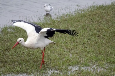 Bisonbaai Ooij Nijmegen