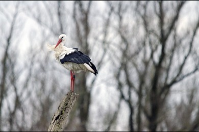 Bisonbaai Ooij Nijmegen