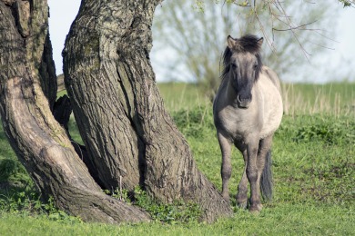 Bisonbaai Ooij Nijmegen