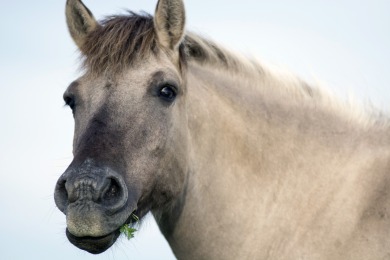 Bisonbaai Ooij Nijmegen