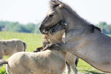 Bisonbaai Ooij Nijmegen