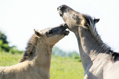 Bisonbaai Ooij Nijmegen