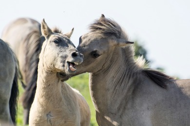 Bisonbaai Ooij Nijmegen