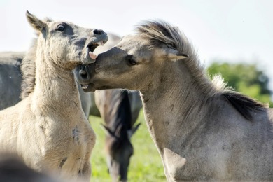 Bisonbaai Ooij Nijmegen