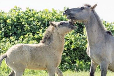 Bisonbaai Ooij Nijmegen