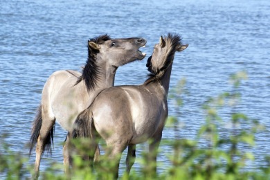 Bisonbaai Ooij Nijmegen
