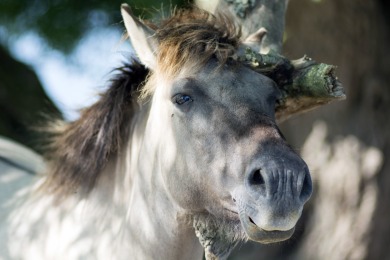Bisonbaai Ooij Nijmegen