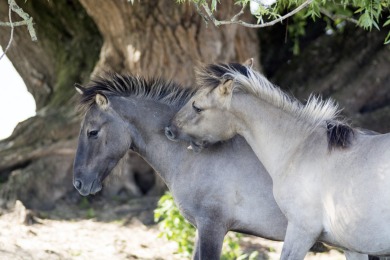 Bisonbaai Ooij Nijmegen