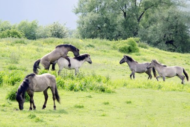 Bisonbaai Ooij Nijmegen