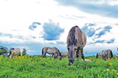 Bisonbaai Ooij Nijmegen