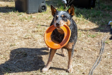 Festival op ''t eiland - zaterdag