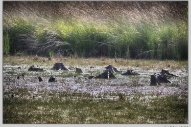 Hatertse vennen augustus 2021