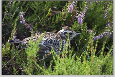 Hatertse vennen augustus 2021