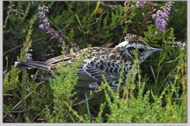 Hatertse vennen augustus 2021