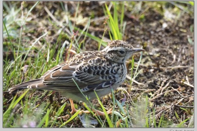 Hatertse vennen augustus 2021