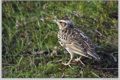 Hatertse vennen augustus 2021
