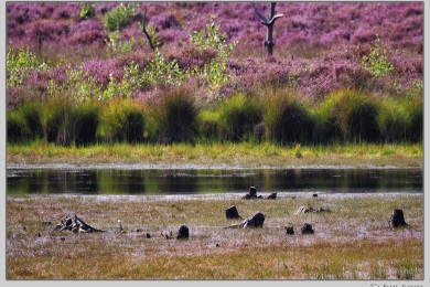 Hatertse vennen augustus 2021