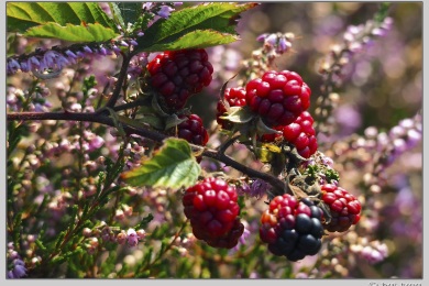 Hatertse vennen augustus 2021