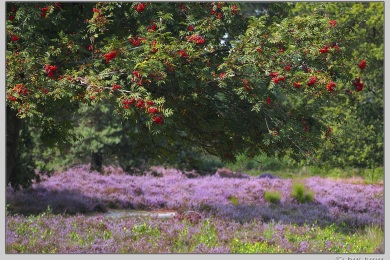 Hatertse vennen augustus 2021