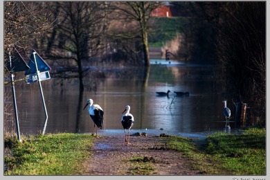Hoog water in Nijmegen januari 2025