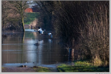 Hoog water in Nijmegen januari 2025