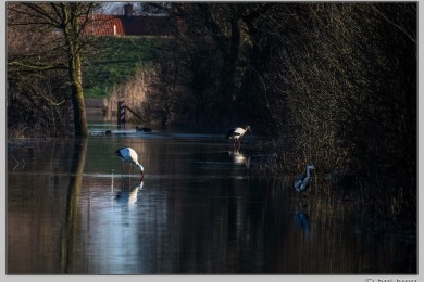 Hoog water in Nijmegen januari 2025